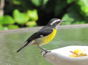 You don't need playback to get a good look at a Bananaquit (photo Bob Bowers)