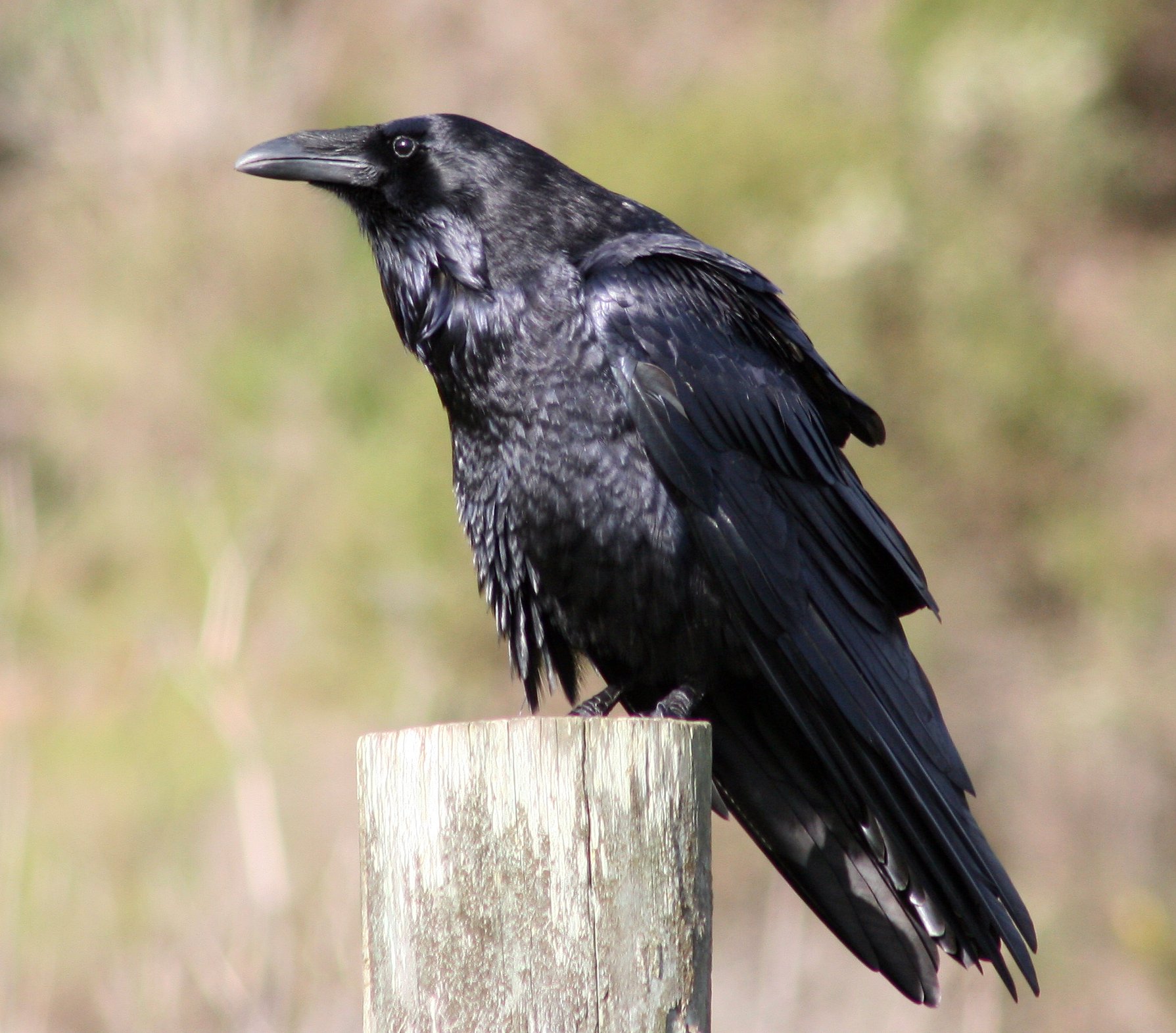 Ravens and Crows and Ravens, Oh My! birdingthebrookeandbeyond