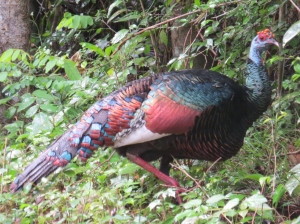 Technicolored Ocellated Turkey, Calakmul, Mexico (photo Prudy Bowers)