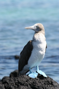 Blue-footed Booby (photo Bob and Prudy Bowers)