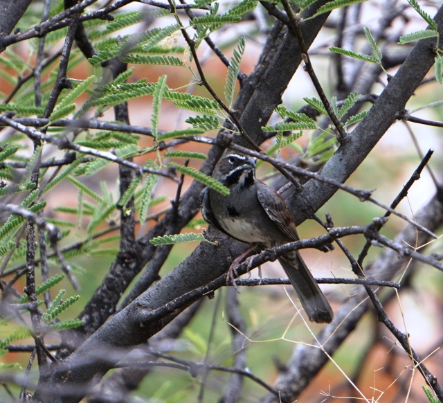 Five-striped Sparrow (Bob and Prudy Bowers)