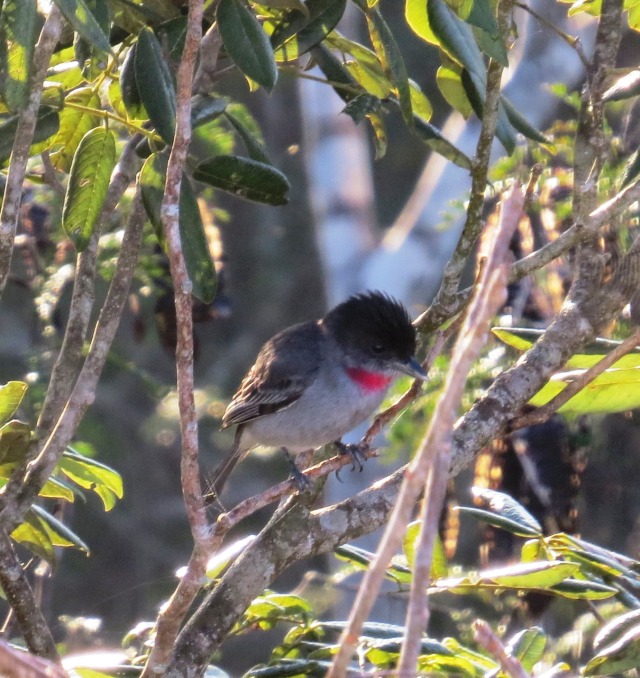 Rose-throated Becard (Bob and Prudy Bowers)