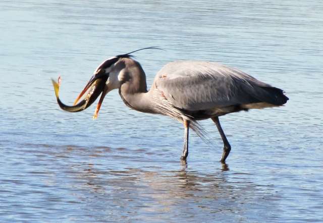Great Blue Heron with dinner