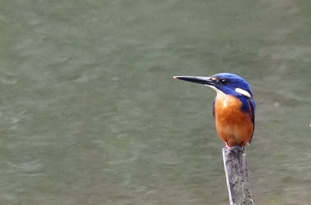 The colorful Azure Kingfisher